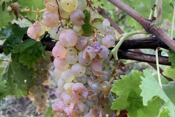 Course contre la montre pour sauver la vendange grêlée de la pourriture