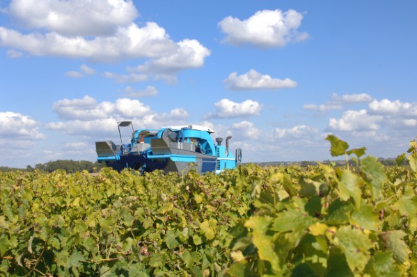Vendanges extrêmement précoces et risquées à Cognac