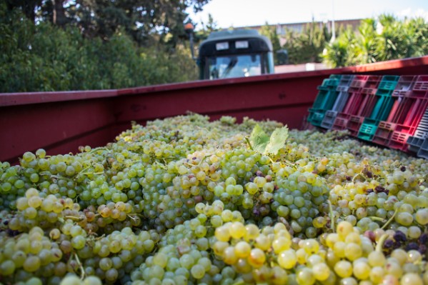Les vignerons 'qui ont bien géré les maladies, l’herbe, et irrigué quand il le fallait devraient voir leurs efforts récompensés'