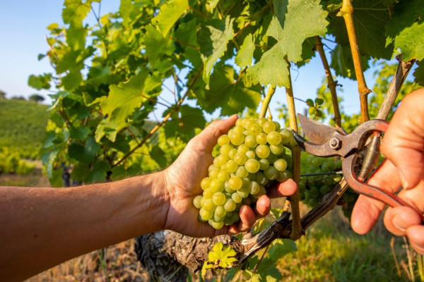 High native yeast populations across French vineyards due to hot vintage