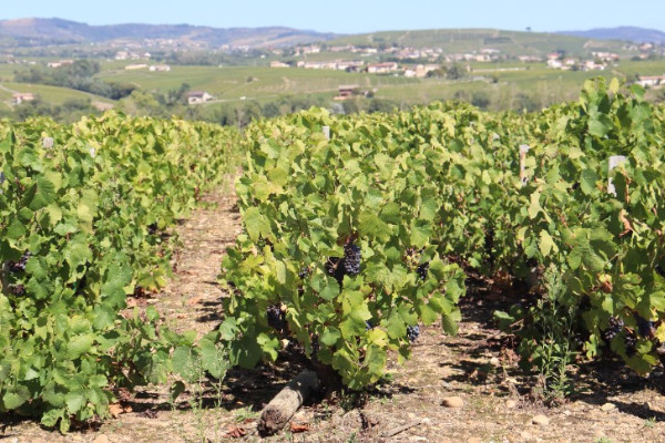 In Beaujolais this year, “our yields are at either end of the spectrum”
