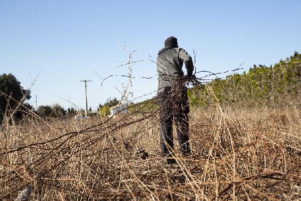 Les pépiniéristes viticoles arrachent les porte-greffes qui ne trouvent plus preneurs à Bordeaux, Cognac...