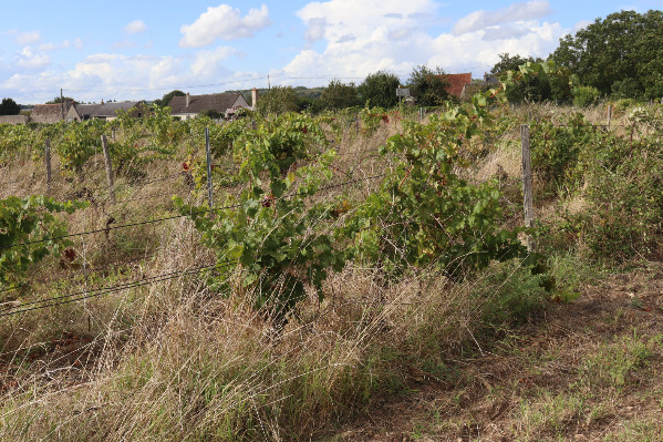 355 ha de vignes en friche en Touraine