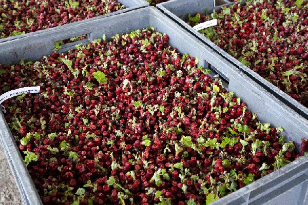 Stratification des plants, plantation et entretien de la pépinière