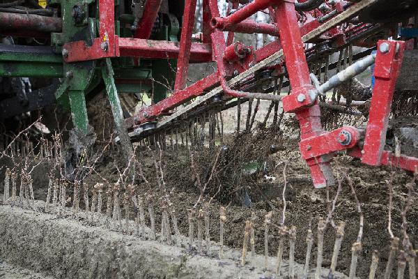 L'arrachage de la pépinière et le tri des plants