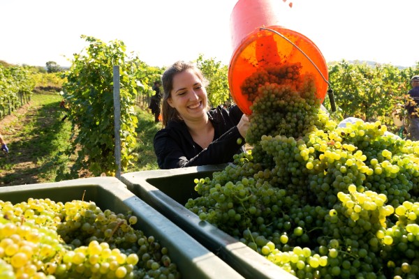 La vendange autrichienne fait le plein malgré l'invasion d'insectes : Drosophila suzukii, Scaphoideus titanus...