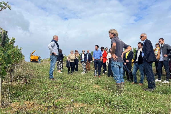 'Les vignerons sont plus poussés à utiliser le folpel que le cuivre' contre le mildiou