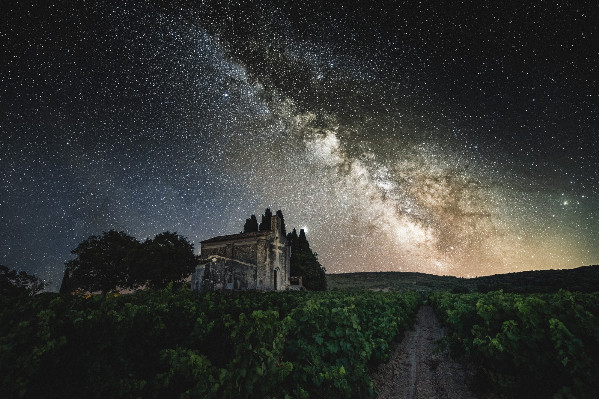 Pas d’alerte sur l’exposition aux phytos viticoles, mais un appel à réduire 'au strict minimum' leur utilisation