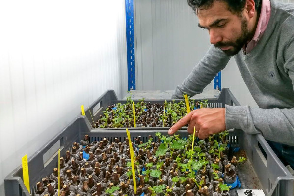 2 porte-greffes potentiellement résistants au court-noué à l’essai