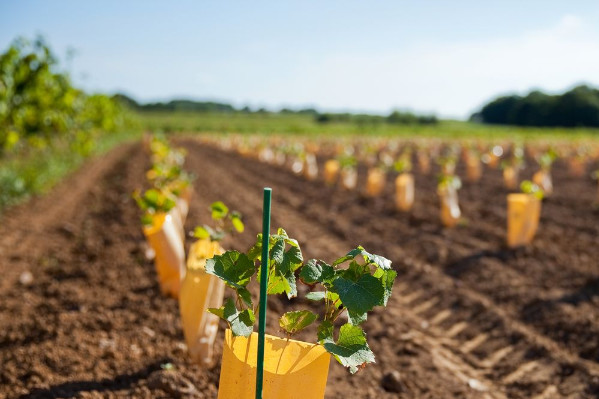 'Même après les vendanges, il faut continuer de protéger les plantiers'
