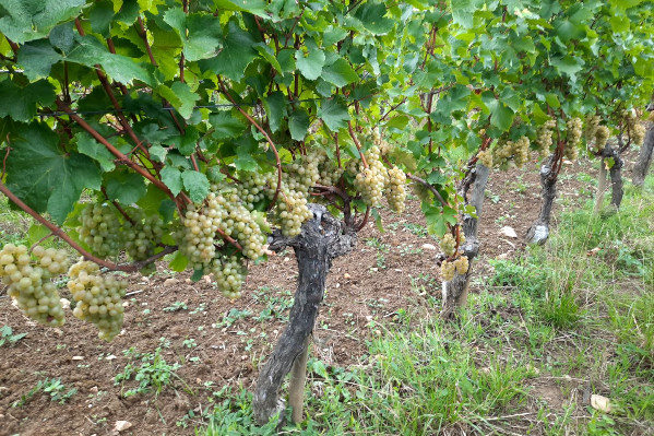 Vins du Jura qui déchantent sur les rendements et qui rient sur la qualité