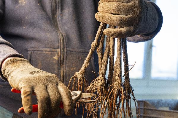 Les pépiniéristes misent sur l'innovation et la diversification pour greffer l’avenir de la viticulture