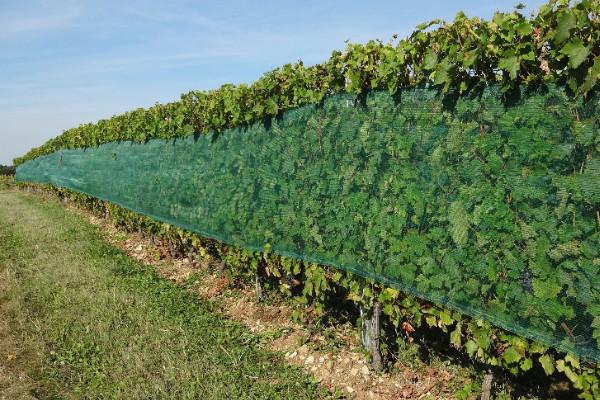 “Everyone has their own idea of the vineyard of the future” - Beaujolais aims for carbon neutrality