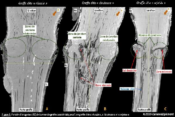 En quête de critères plus précis pour trier les plants de vigne