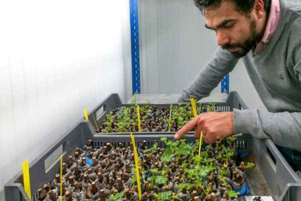 2 rootstock potentially resistant to grapevine fan leaf virus currently being trialled