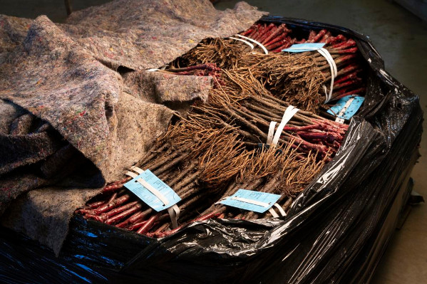 L’art du pépiniériste viticole en vidéos : un an pour un bon plant