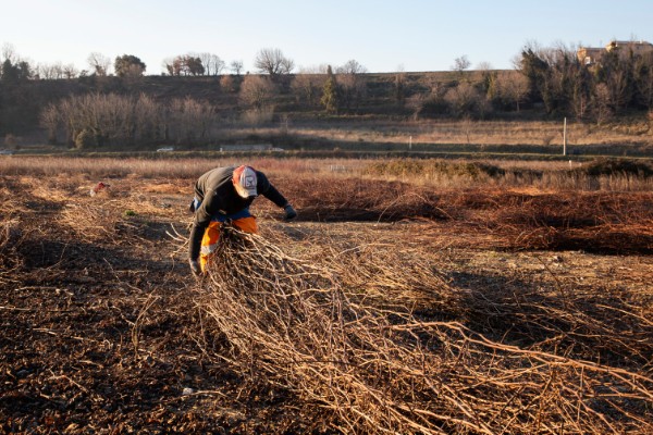 La récolte des bois et le greffage