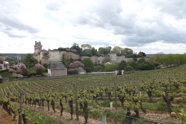 Chinon génère 19 000 €/ha en valorisant mieux ses vins