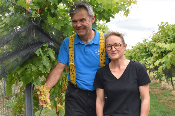 Ces vignerons passent au raisin de table : 'on peut tirer un chiffre d’affaires de 30 à 50 000 € de l’ha. Un couple doit pouvoir vivre avec 3 ou 4 ha.'