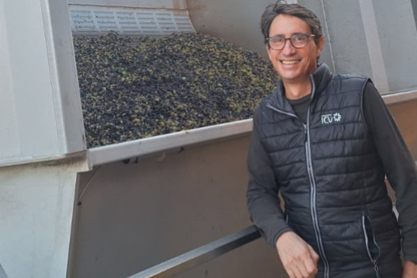 Vendanges à rallonge et millésime sous contrôle dans les caves de Provence