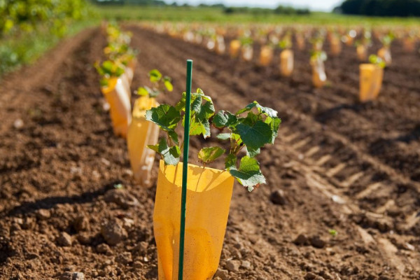 “Even after the harvest, young vineyards still need to be protected”