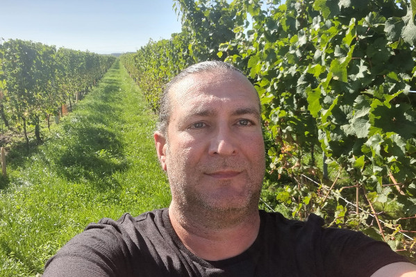 Petits rendements et grands enjeux commerciaux pour les vins d’Alsace