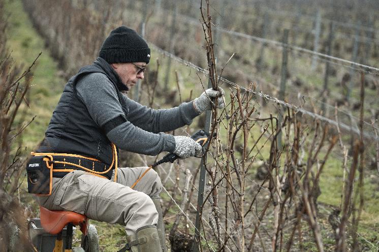  Les vignerons apprécient la puissance et l'agilité du nouveau sécateur Pellenc