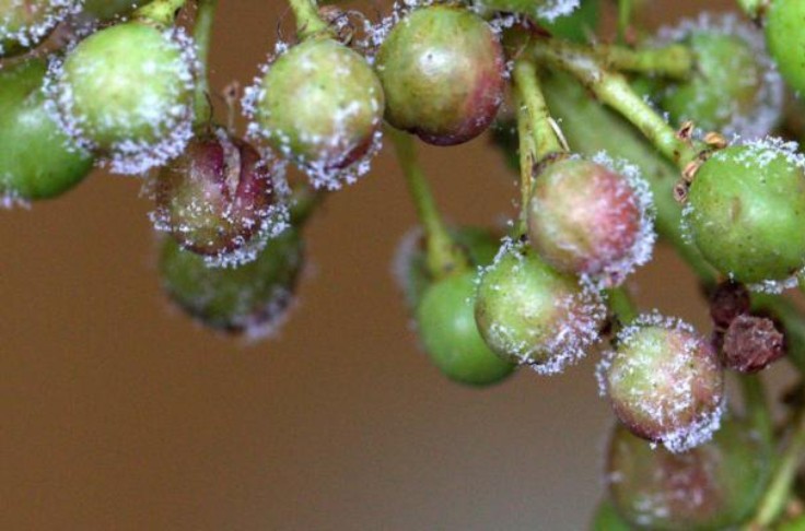 Les solutions pour réduire l’usage du cuivre en viticulture bio
