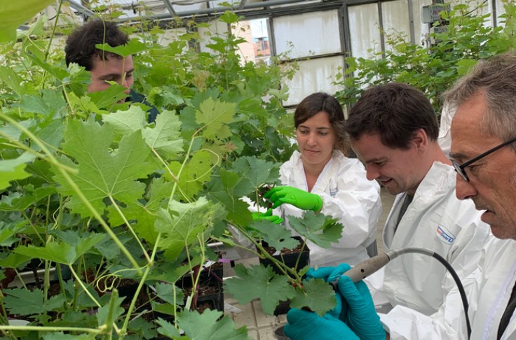 Ce microorganisme prévient les maladies du dépérissement de la vigne