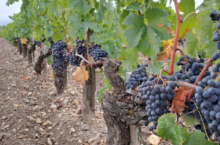 Pas de coup de chaud pour le merlot dans le vignoble de Bordeaux