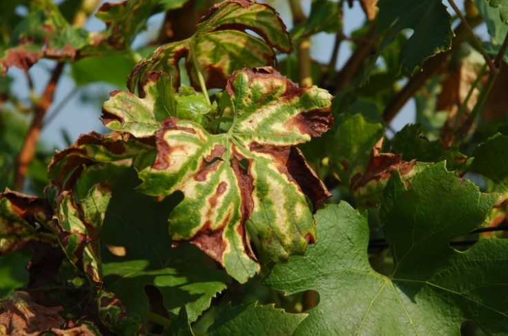La sécheresse épargne les vignes d’esca et de BDA 