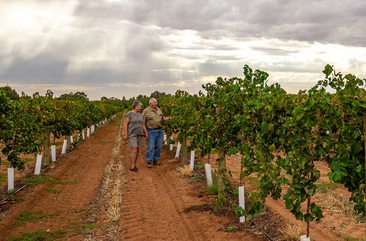 Face à la surproduction de vins rouges, Accolade prône la reconversion des vignobles