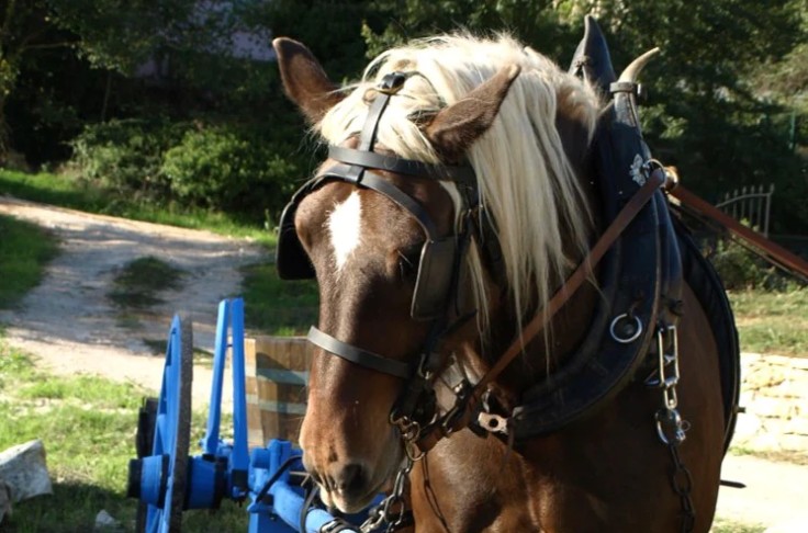 Vendanges à cheval pour le liquoreux de cette coopérative du Var
