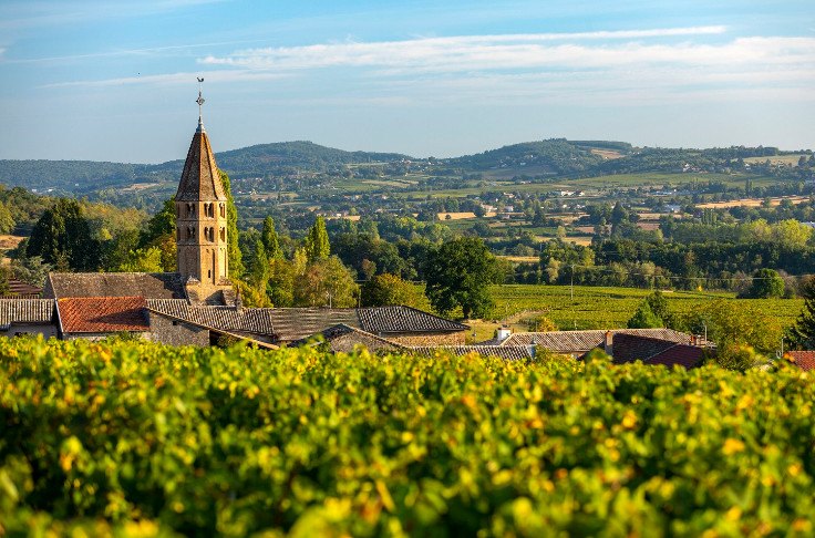 Les premiers crus s’approchent pour les vins AOC Pouilly-Loché et Pouilly-Vinzelles   