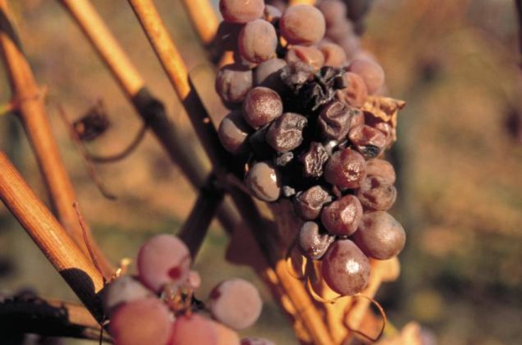 Un beau millésime pour les vendanges tardives