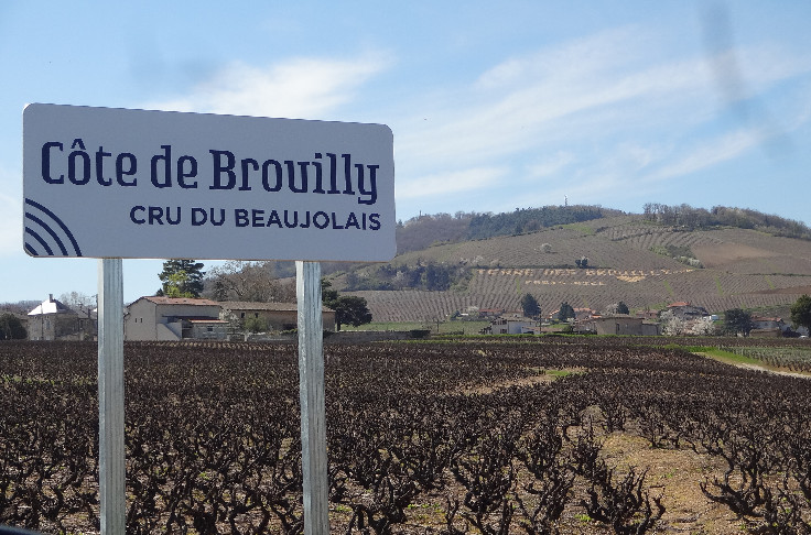 Les vins de Brouilly et Côte-de-Brouilly veulent aller plus haut