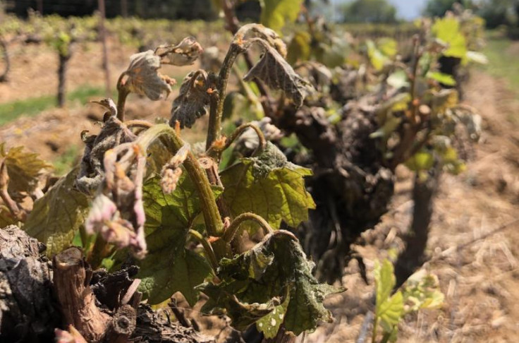 Vers la liquidation des aides à la filière vin gelée en 2021
