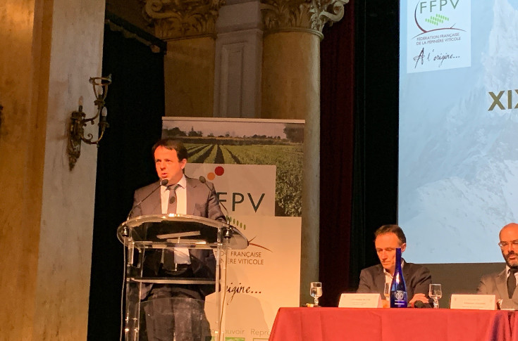 Vers une augmentation du prix des plants de vigne