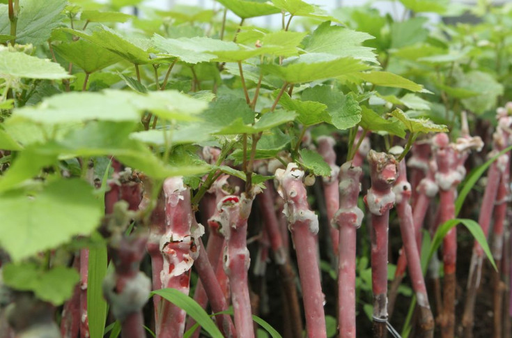 Vitipep’s certifie le traitement à l’eau chaude des plants de vigne