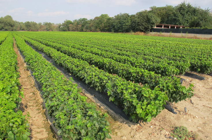 Une baisse historique des importations de boutures de vignes