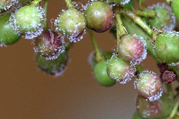 Les solutions pour réduire l’usage du cuivre en viticulture bio