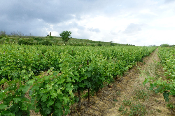 Valse des directeurs dans les caves coopératives