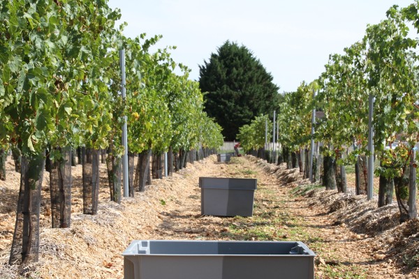 Les cépages résistants de Martell donnent leurs fruits à Cognac