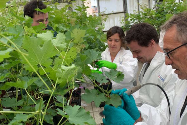 Ce microorganisme prévient les maladies du dépérissement de la vigne
