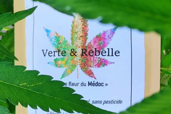 Un viticulteur du Médoc s'essaie au CBD pour 'transmettre une propriété saine'   