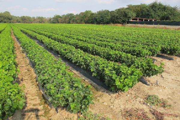 50 % de pépiniéristes viticoles en moins en 20 ans