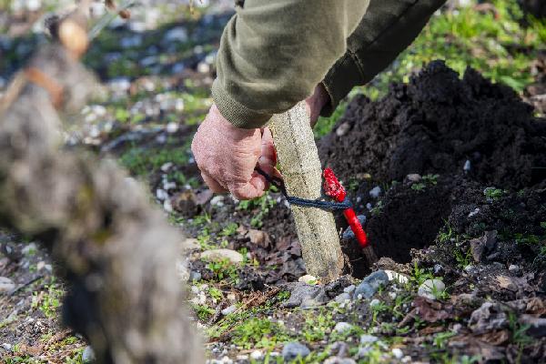 Comment optimiser la reprise des complants dans les vignes
