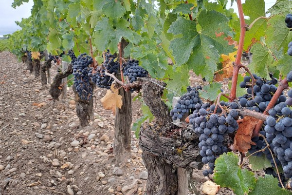 Pas de coup de chaud pour le merlot dans le vignoble de Bordeaux