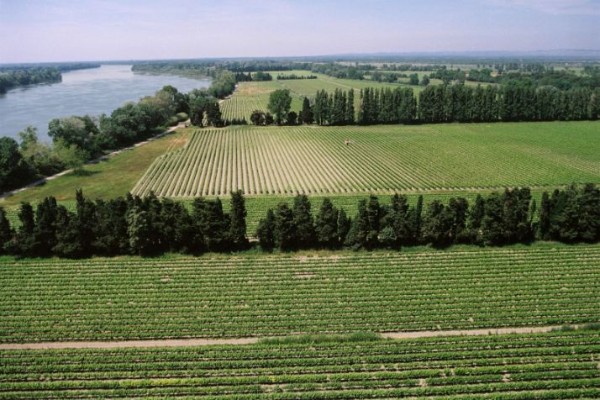 Le bilan de 10 ans d’essais vignerons de cépages résistants