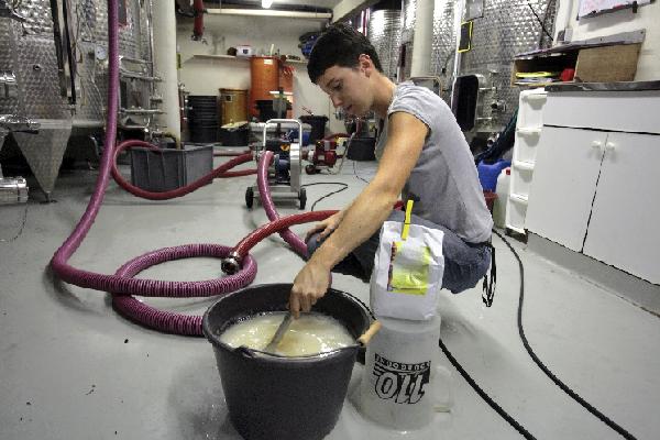  Succès des colles végétales pour coller les moûts et les vins